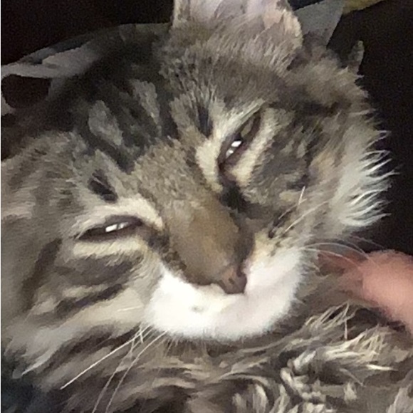 Meet your Posher, Lili - Picture 14 of 16